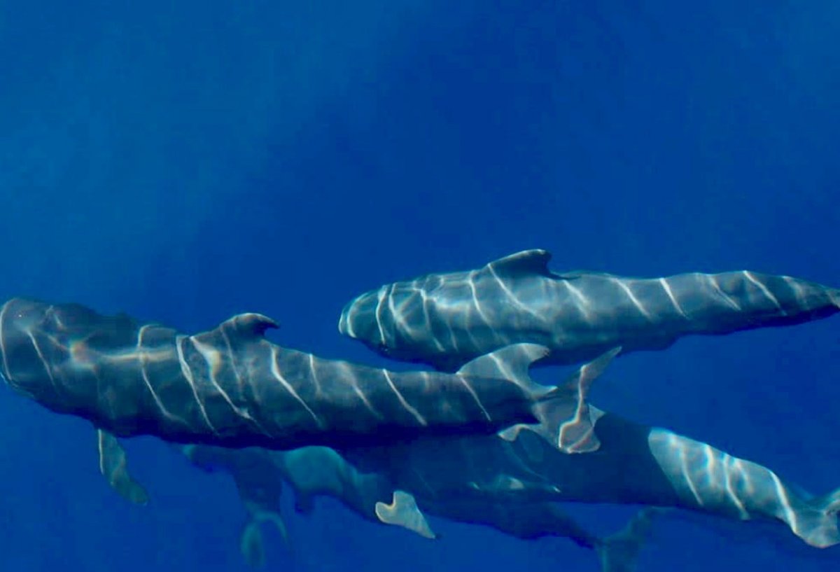 Enjoy the views from a catamaran in the Macaronesian Islands