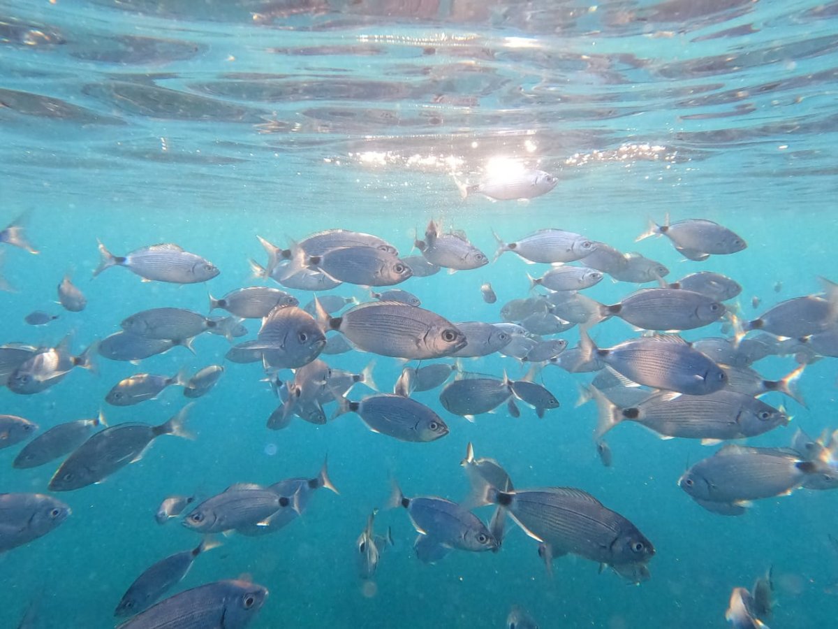 Bavaria Yachts - 2019