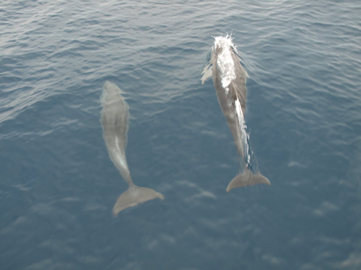Scopri le isole e le insenature più belle della Croazia in una crociera in barca