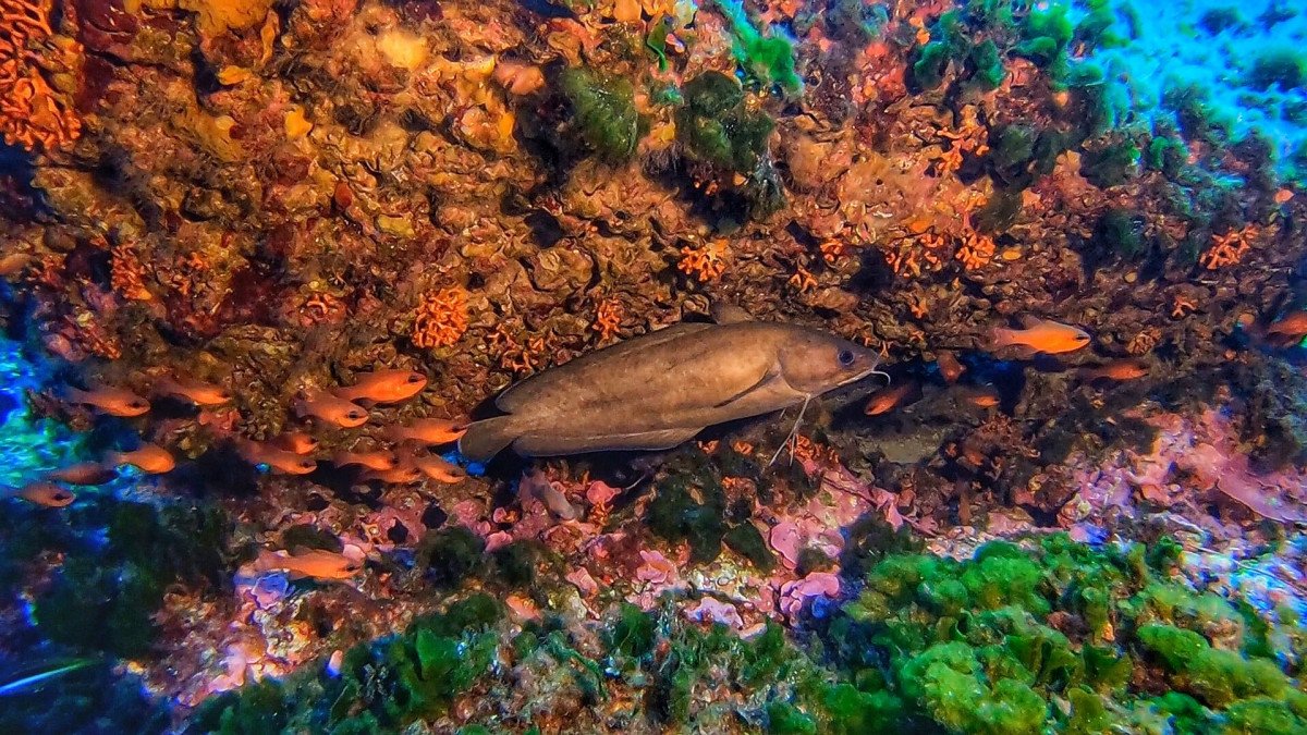 Sailing and scuba diving trip in Ibiza and Formentera, 3 nights, 5 dives