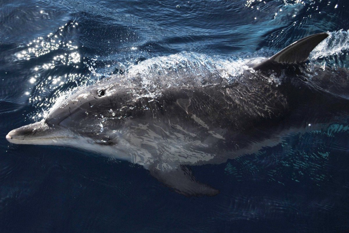 Segelboot auf dem Meer