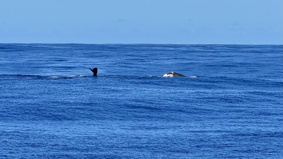 Discover the wonders of the Atlantic on a safe and comfortable journey.