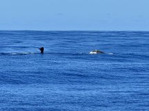 Viaje en barco desde Madeira a Tenerife