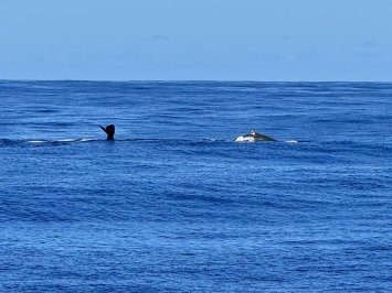 Von Malta nach Sizilien – Segelwoche bis Catania