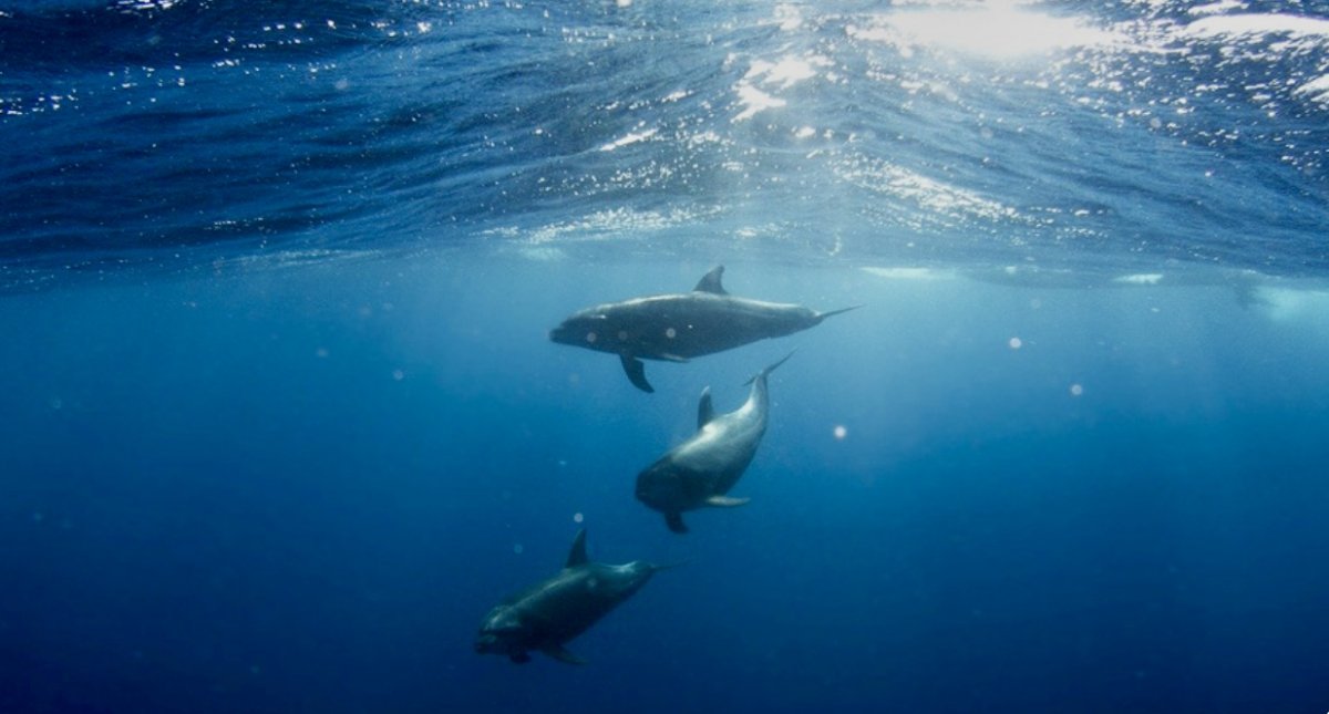 Crociera di lusso nell'Atlantico in catamarano