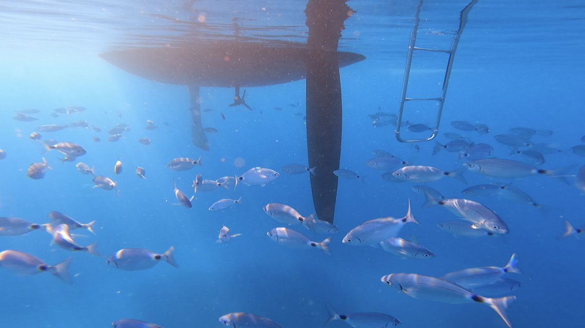 Genießt die Aussichten der Azoren von einem Segelboot