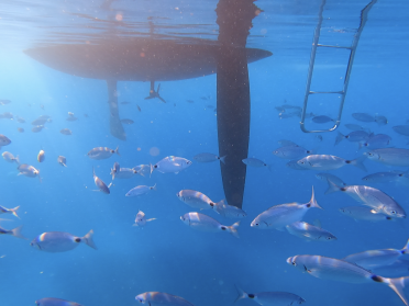 Segeln Sie zu den Azoreninseln von Sao Miguel nach Faial