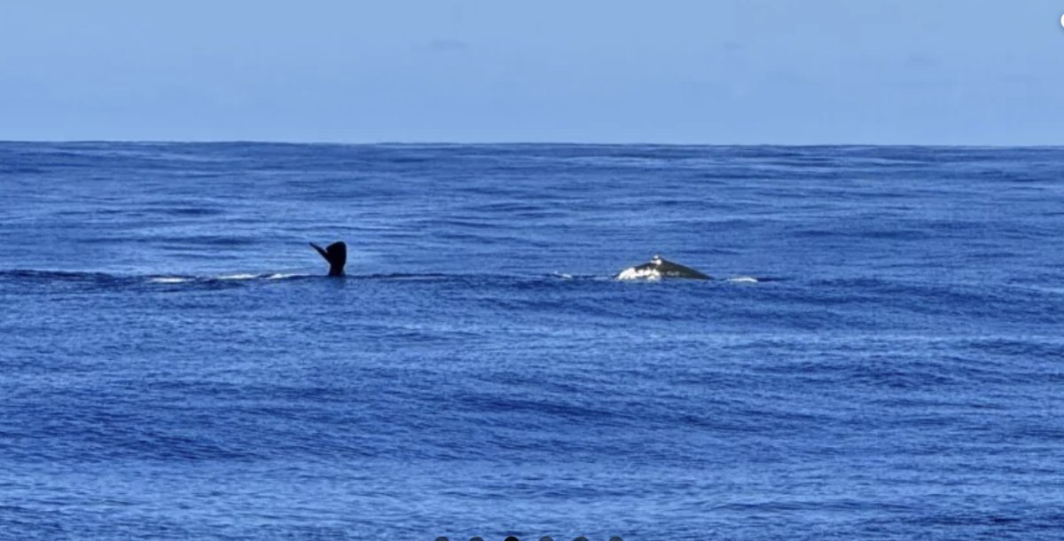Esplora il Mediterraneo con un crociera, goditi la navigazione su una barca