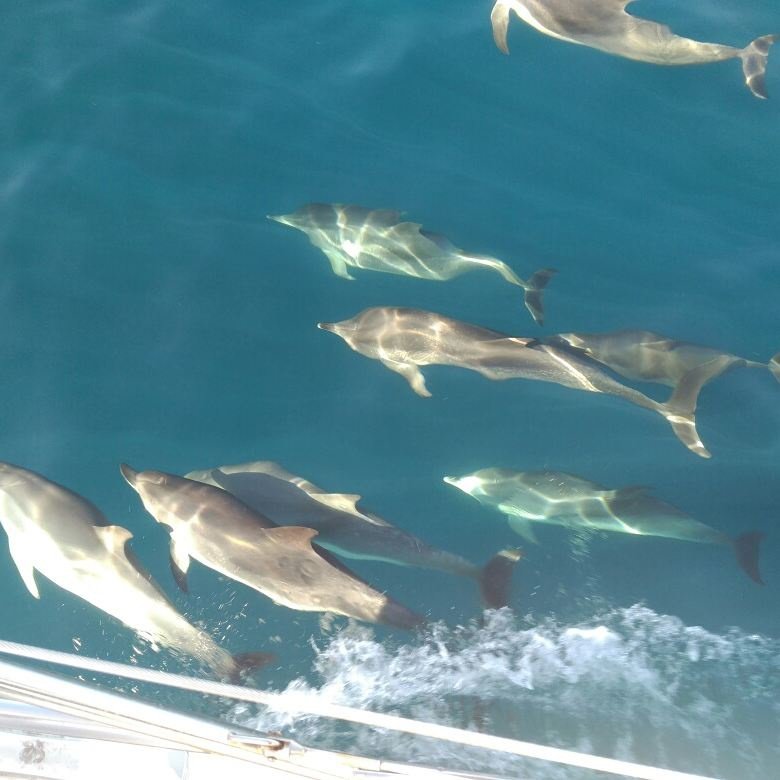 Island-hopping cruise with guided tours