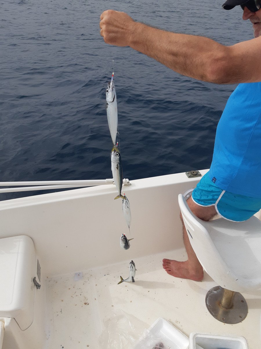 Explora la costa tropical de Salobreña en barco