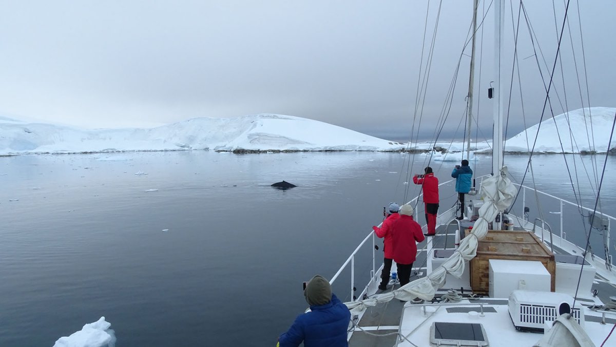 Explore the icy waters of Antarctica