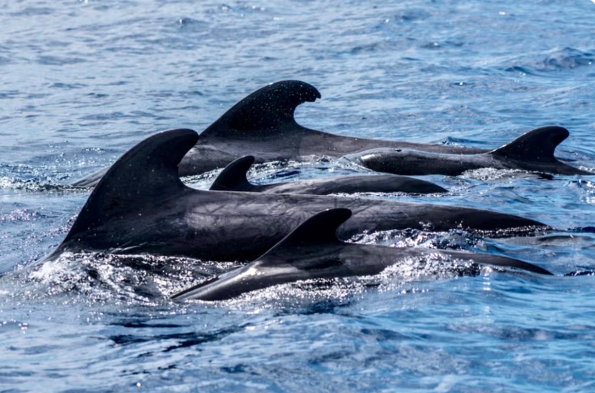 Cruce del Atlántico en flotilla de catamaranes de Cabo Verde a Martinica