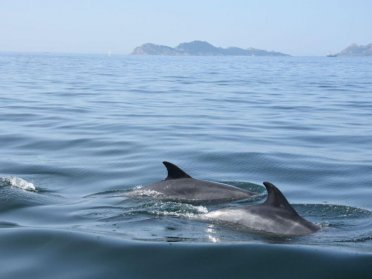 Ruta de los Delfines en velero por Islas Cíes