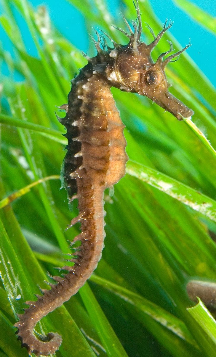 Sailing and diving cruises in Ibiza and Formentera with 10 dives