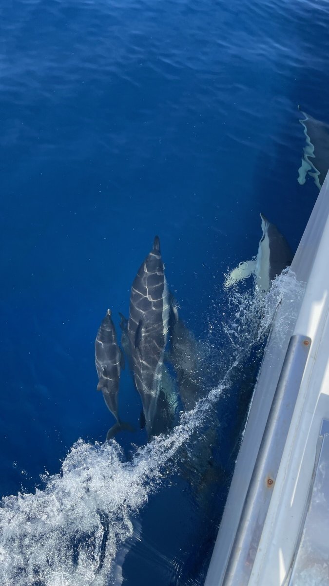 Enjoy a relaxing sail in the Caribbean waters