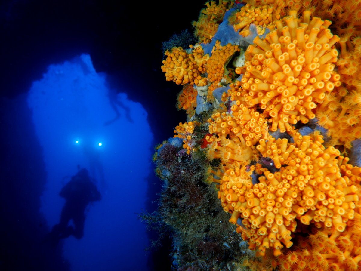 Explora Ibiza y Formentera en un crucero de vela y buceo