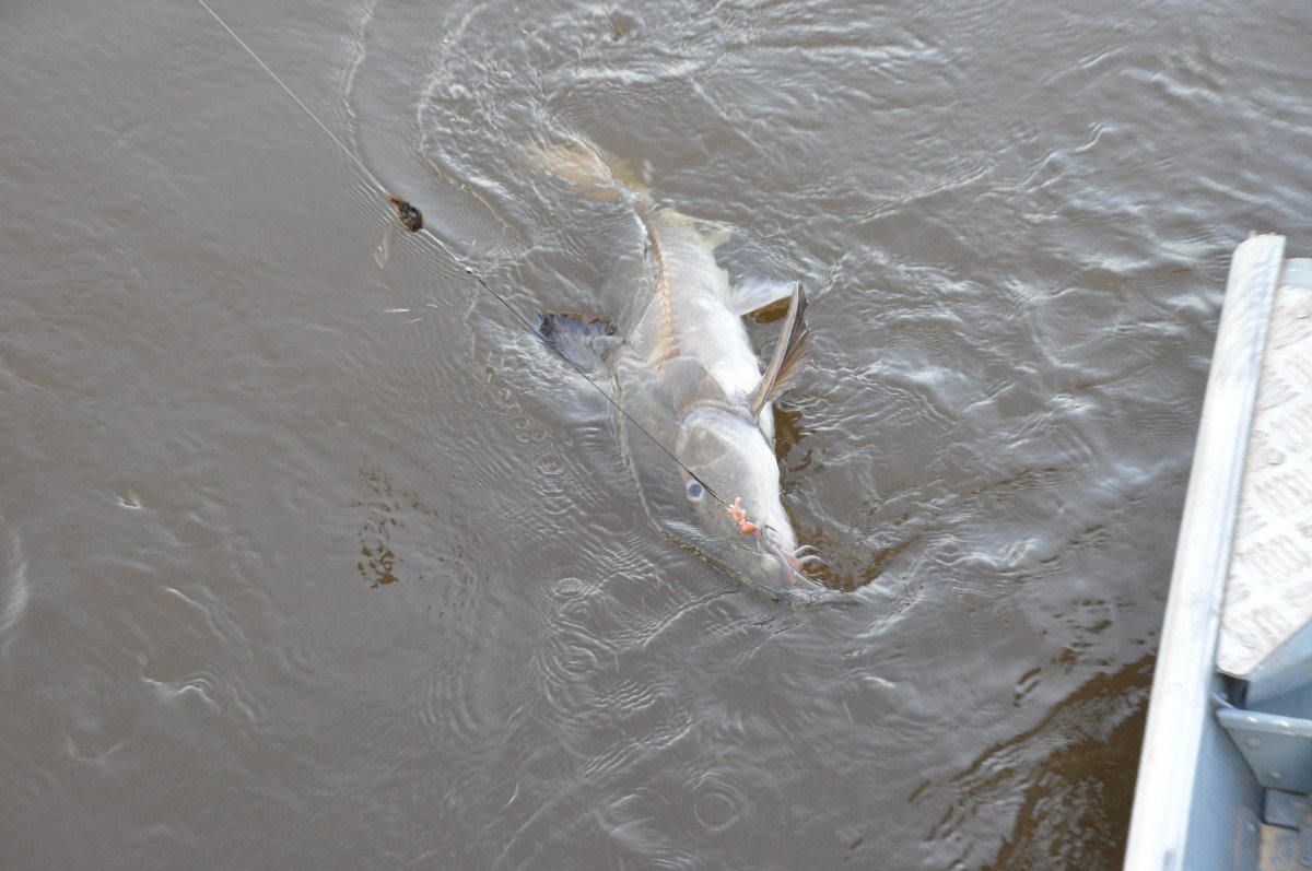 Entdeckung der reichen Biodiversität des Flusses Paraguay