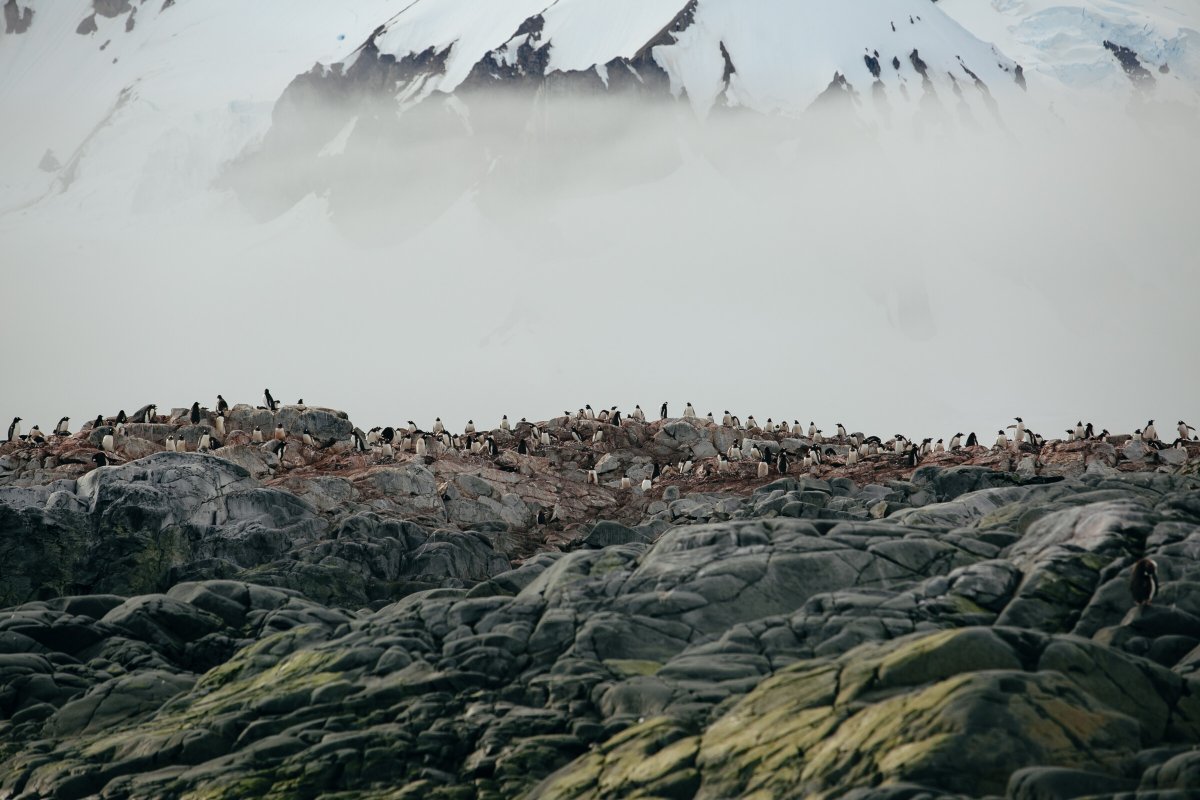 Navigare nel ghiaccio, spedizione antartica su uno yacht