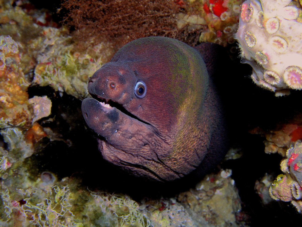 Sailing and scuba diving trip in Ibiza and Formentera, 3 nights, 5 dives