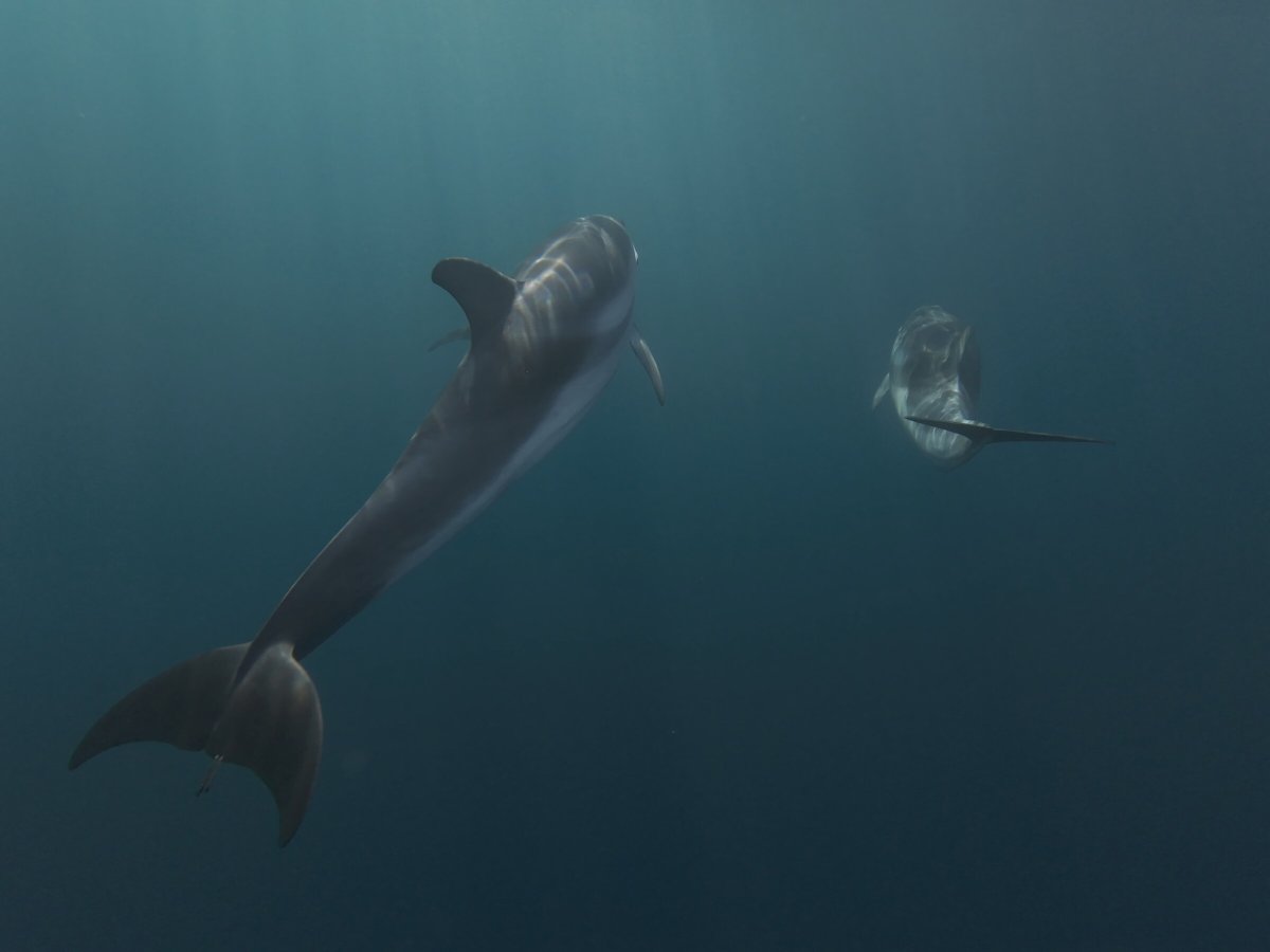 Sailboats in Ibiza bay