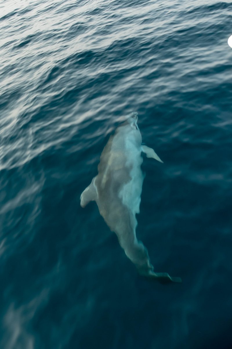 Entdecken Sie die Adria-Küste auf einer Segelreise von Bari nach Vrsar