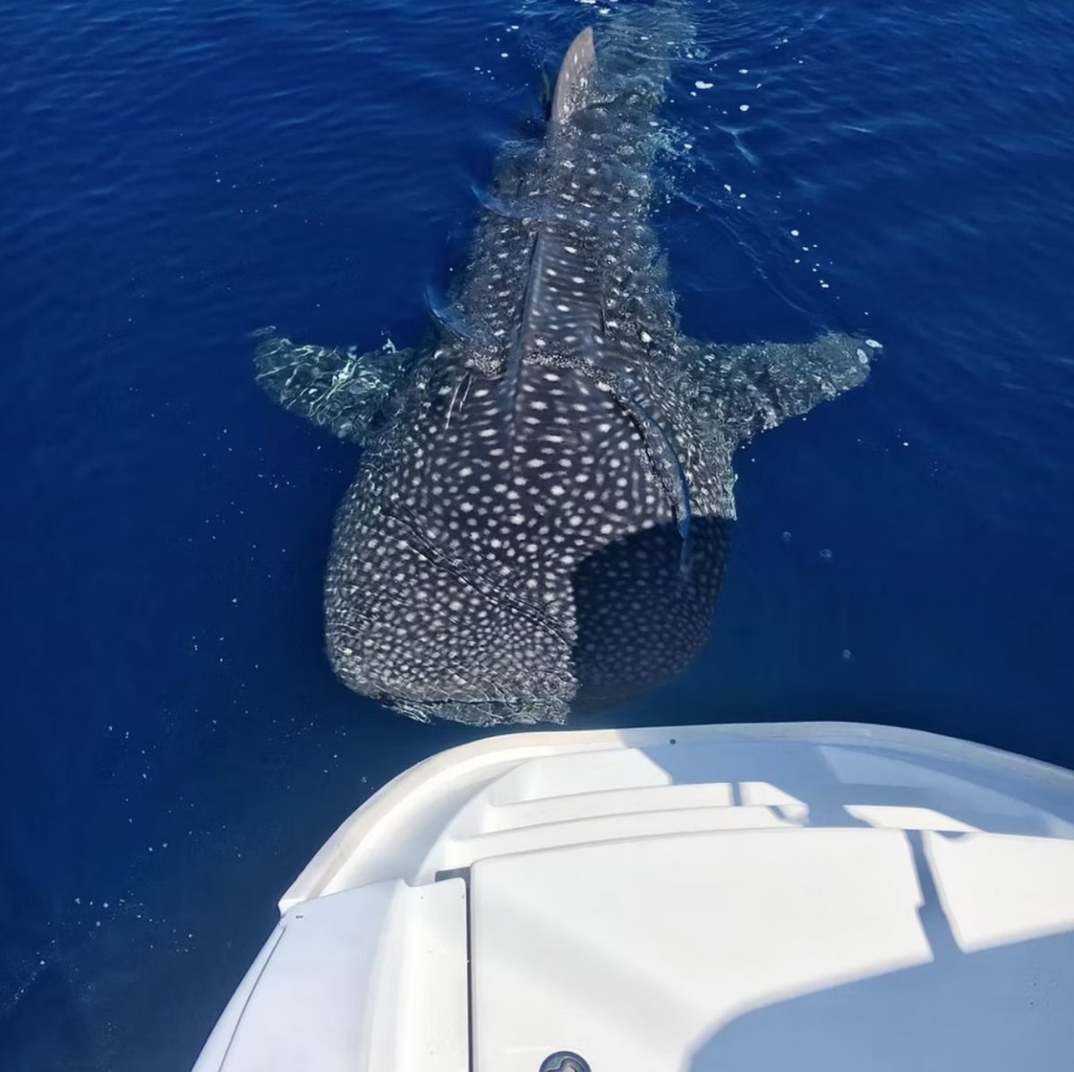 Vida nocturna en las Seychelles