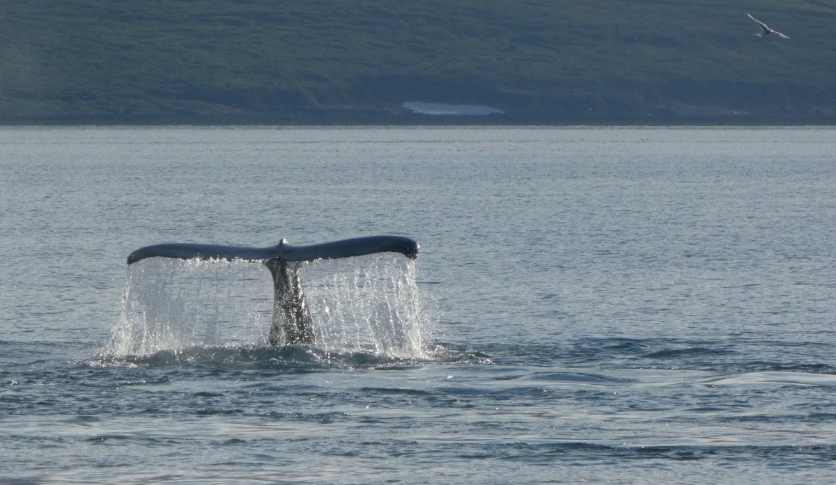 Viaje de invierno a North Cape en un velero en Noruega