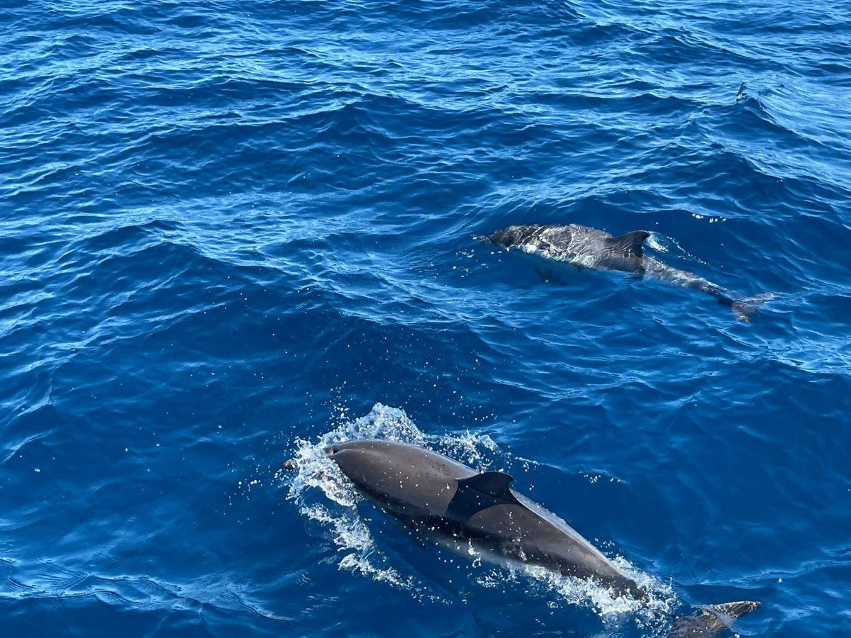 Fortgeschrittener Segelkurs in Valencia