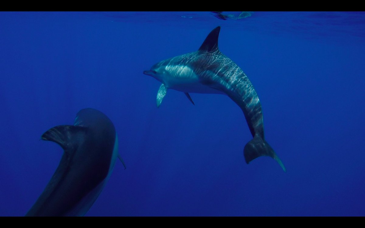 delfines.png