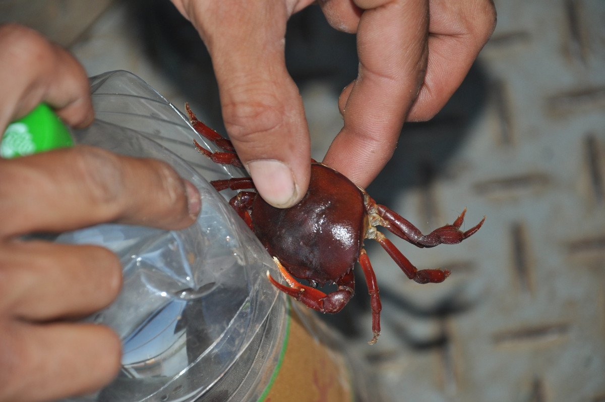 Viaggi in barca attraverso la foresta pluviale tropicale del Paraguay