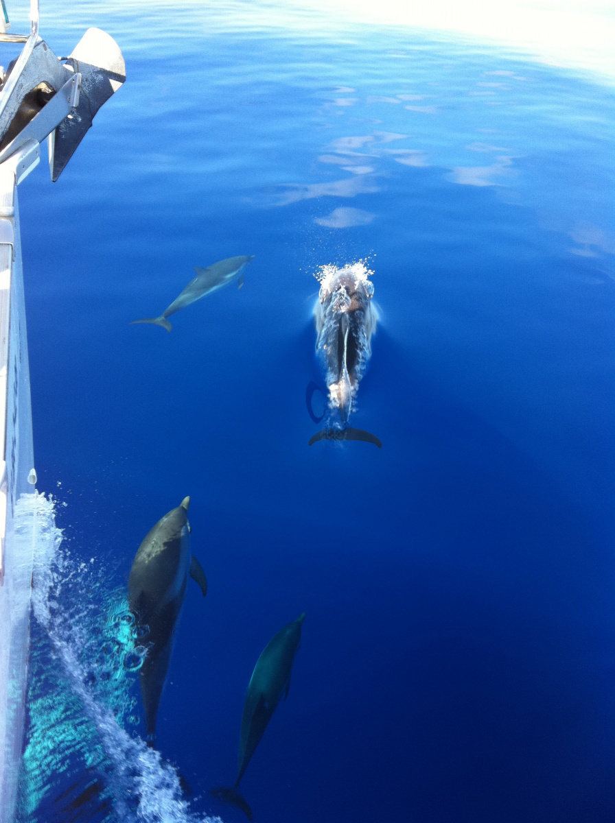 Vela en el Mar Mediterráneo: Córcega, Cerdeña, Cabrera, Formentera y Denia