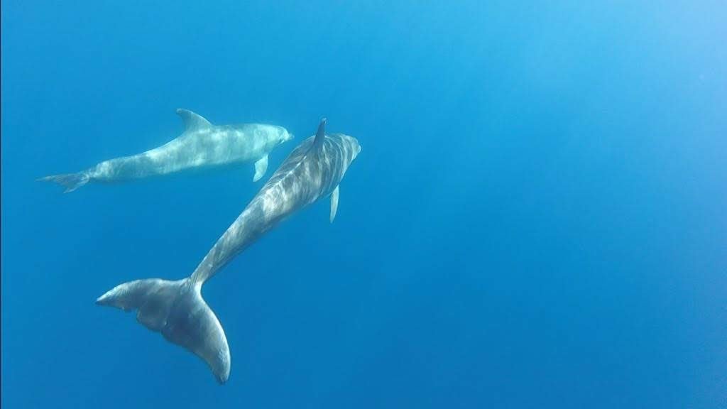 Naviga lungo la costa della Sardegna con RYA