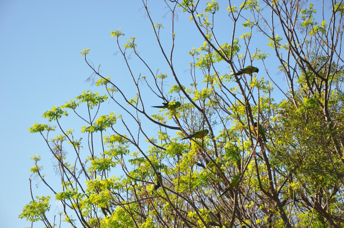 Jungle River Cruises in Paraguay