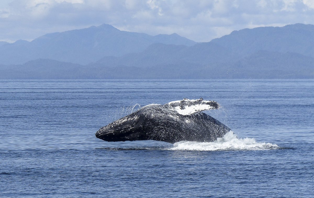Sailing the South Atlantic in a sailboat
