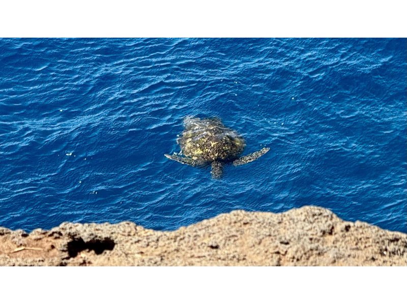 Einweg-Segelerlebnis von Martinique auf die BVIs