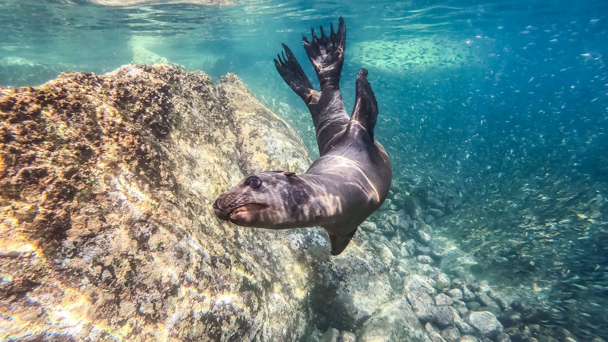 The South Atlantic on a sailboat