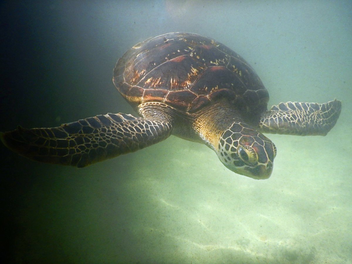 Navigation Course Under the Tropical Sun