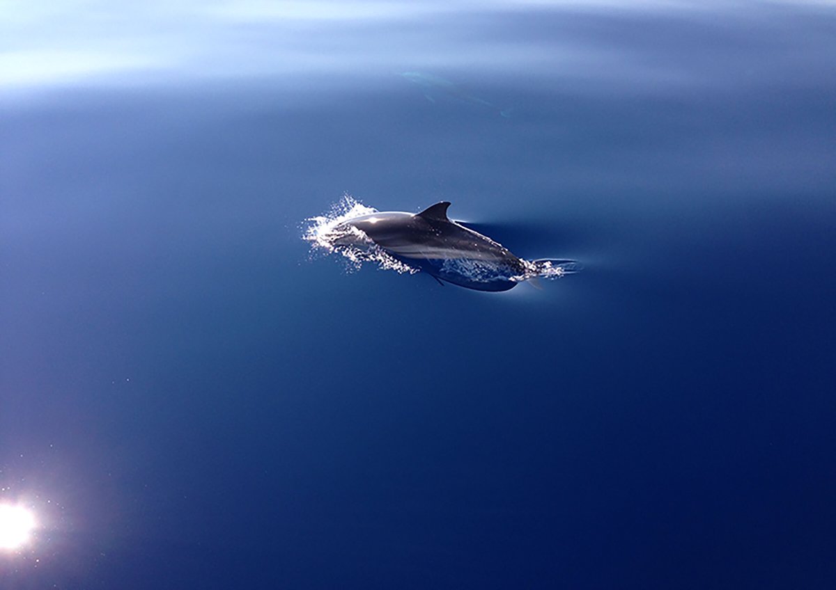 Vela en la Costa Azul desde el 1 de Mayo