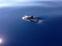 Vela sulla Costa Azzurra dal 1° Maggio