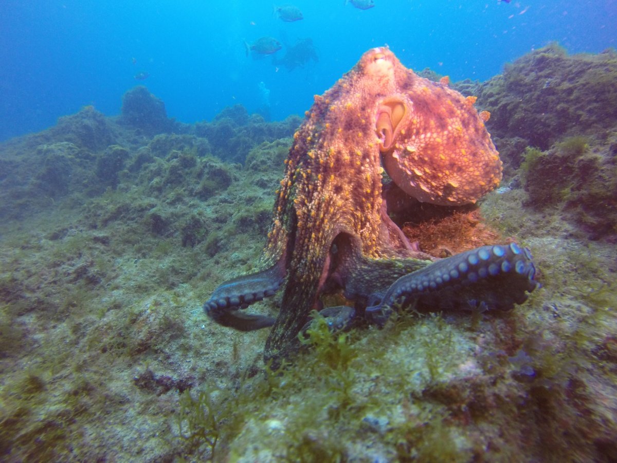 buceo tenerife la gomera 