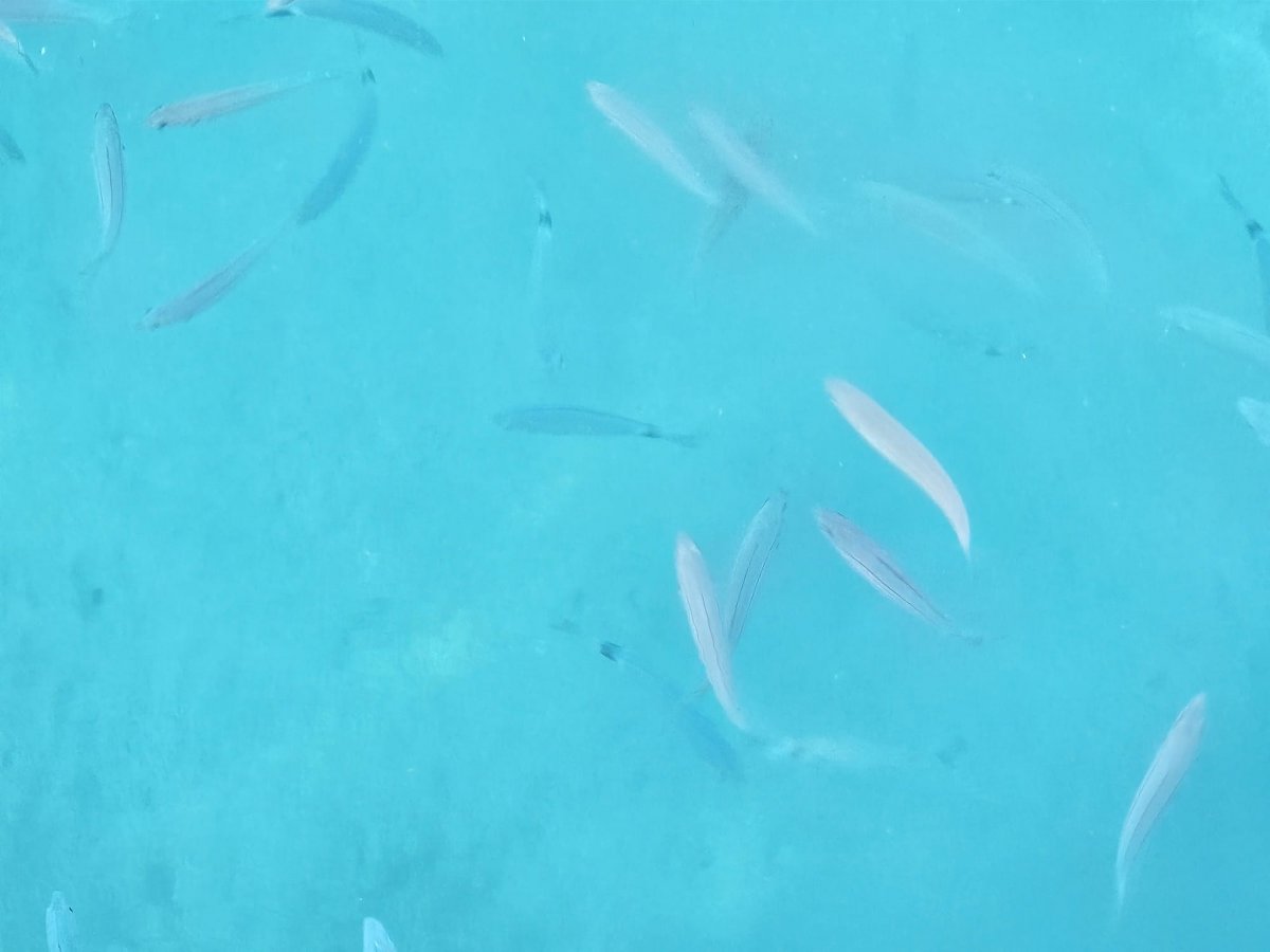 Erleben Sie ein Abenteuer in der Ägäis mit unseren Segeltouren