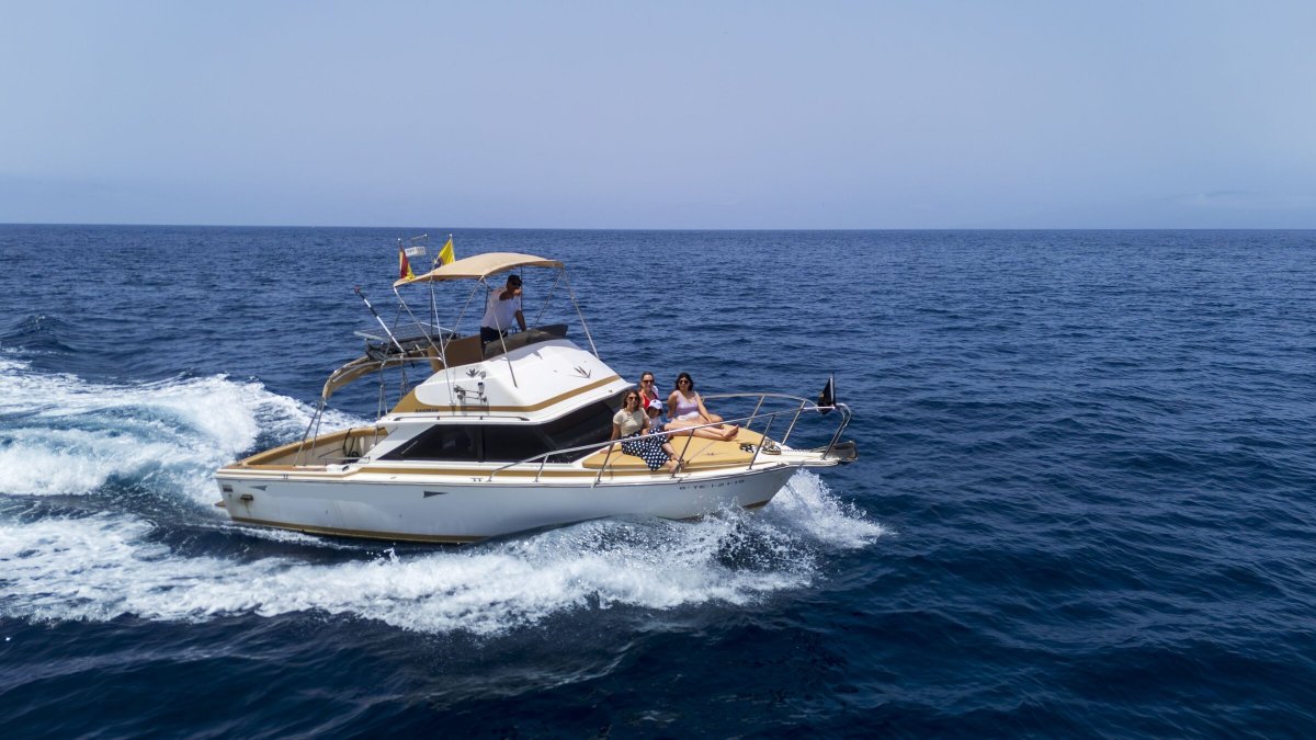 Watch dolphins and whales in the Atlantic Ocean