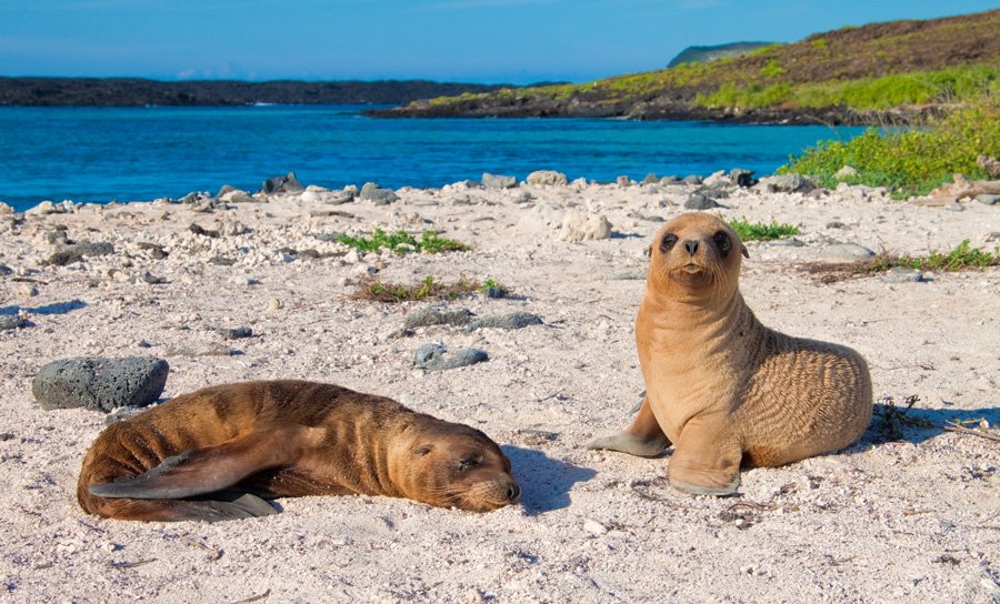 Tour in yacht alle Isole Galapagos