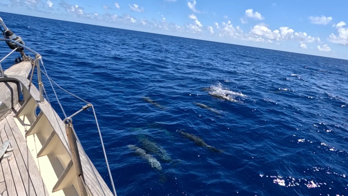 Aprende Astronavegación en un barco clásico en Baiona