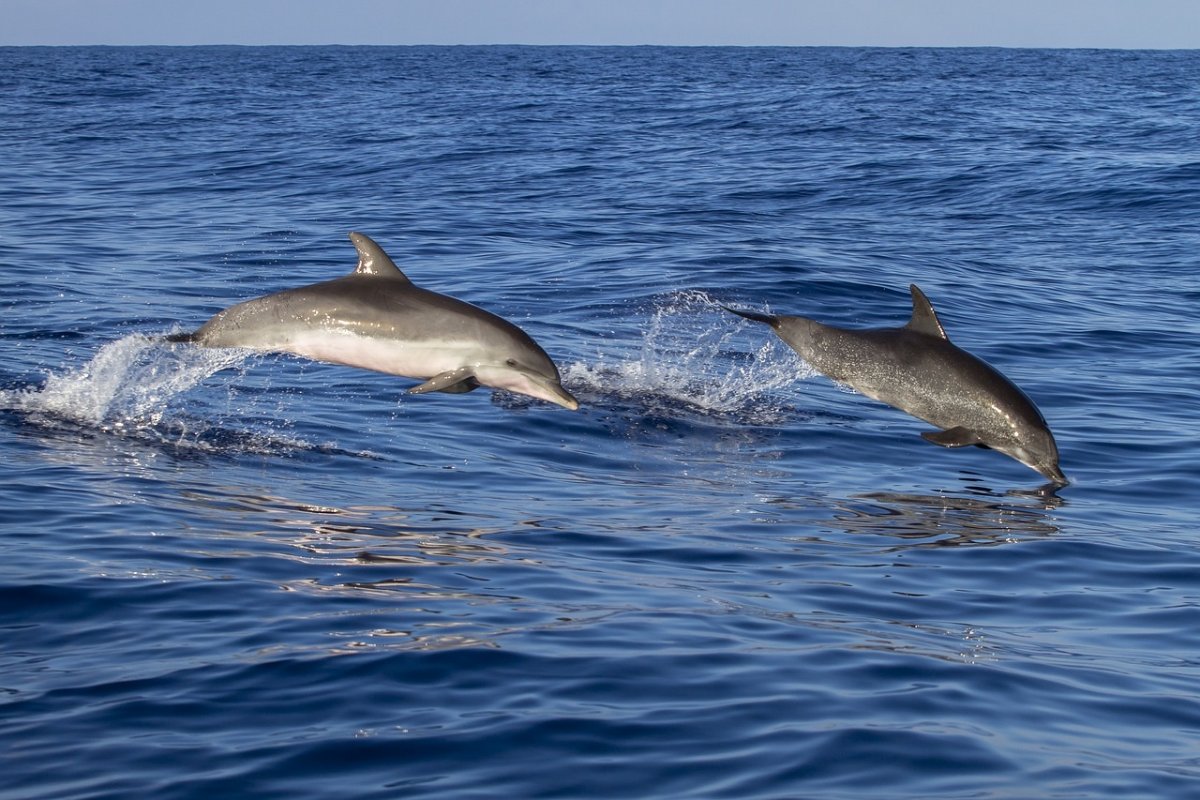Navega en catamarán desde Cádiz a Lanzarote