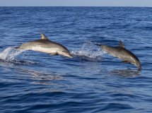 Descubre las maravillas del mar en un viaje en barco.