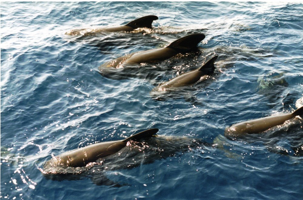 Barco clásico para observar ballenas y delfines en Palamós