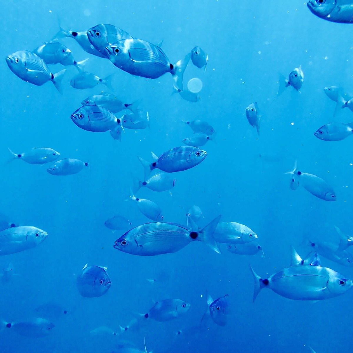 Segeln im Süden von Gran Canaria