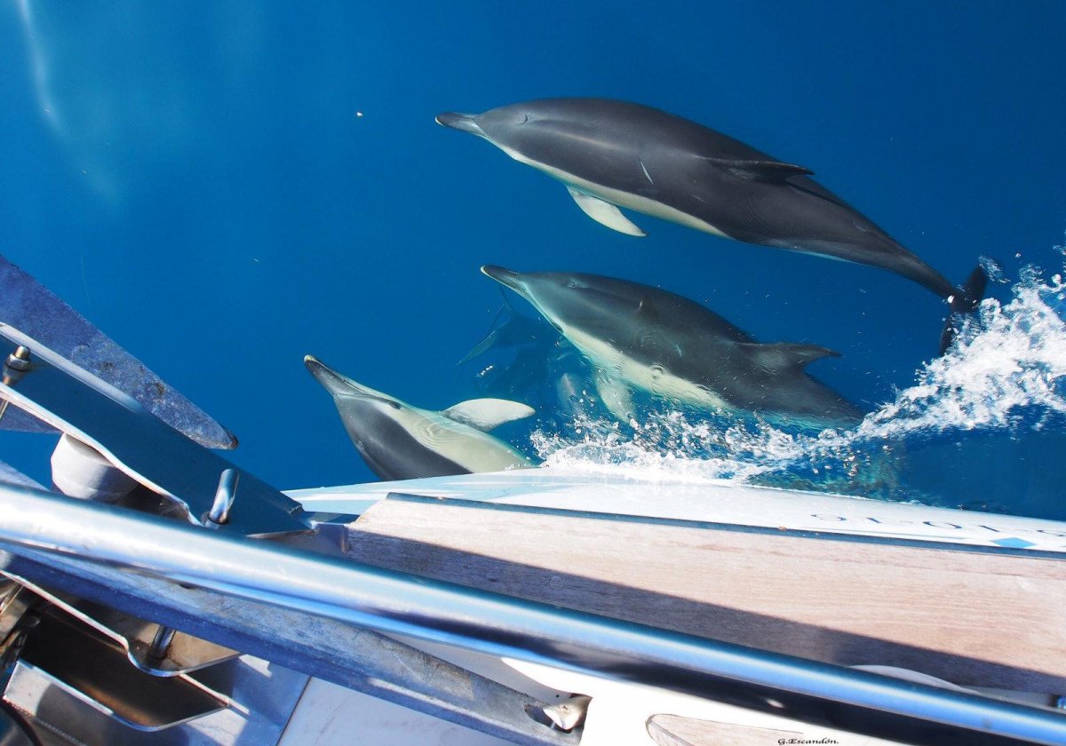 camino-de-santiago-en-julio