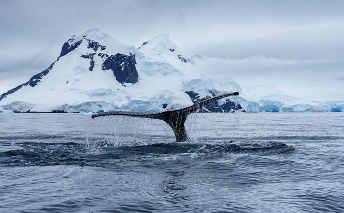 Sail a ship through the white continent